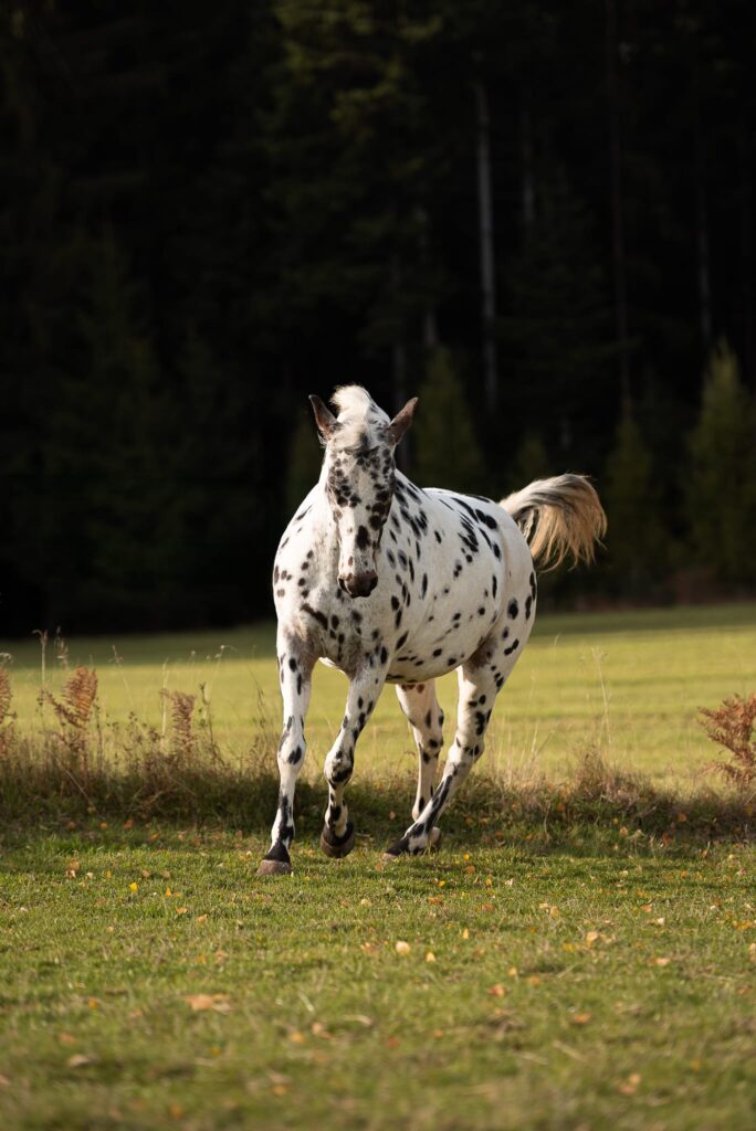 Startseite 11 Mapyia Appaloosa Foto1