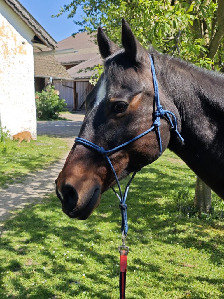 Startseite 9 Speedy PaintHorse Foto2